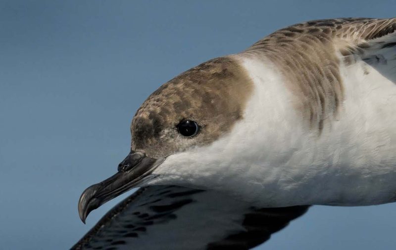 Migração de Aves Marinhas em Alto Mar