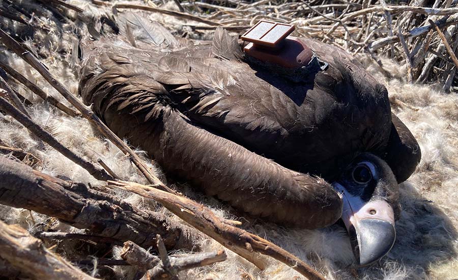 cria de abutre-preto marcada na colónia do Douro Internacional