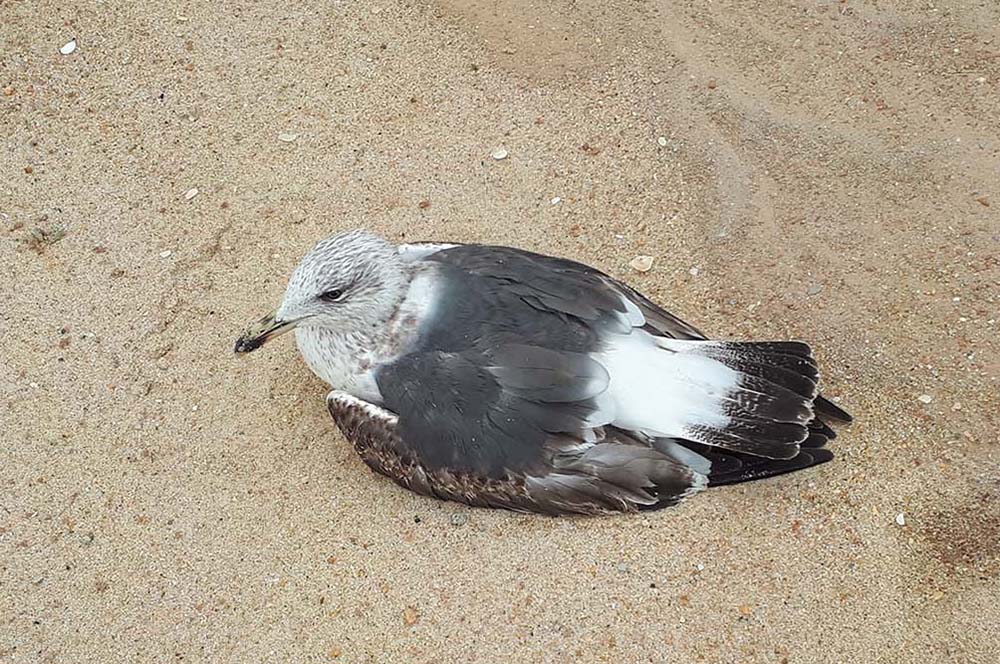 ave marinha (gaivota) debilitada, encontrada na praia