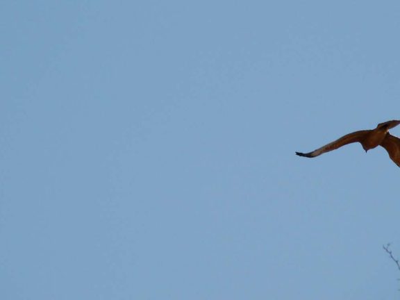 juvenil de águia-de-bonelli em voo