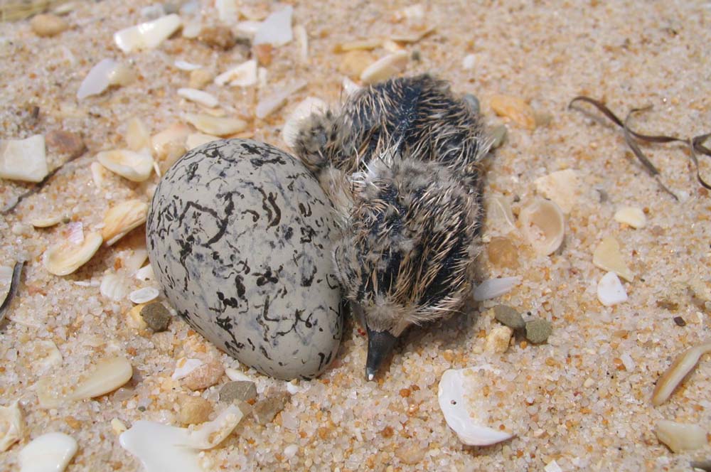 ovo e cria de borrelho, na praia