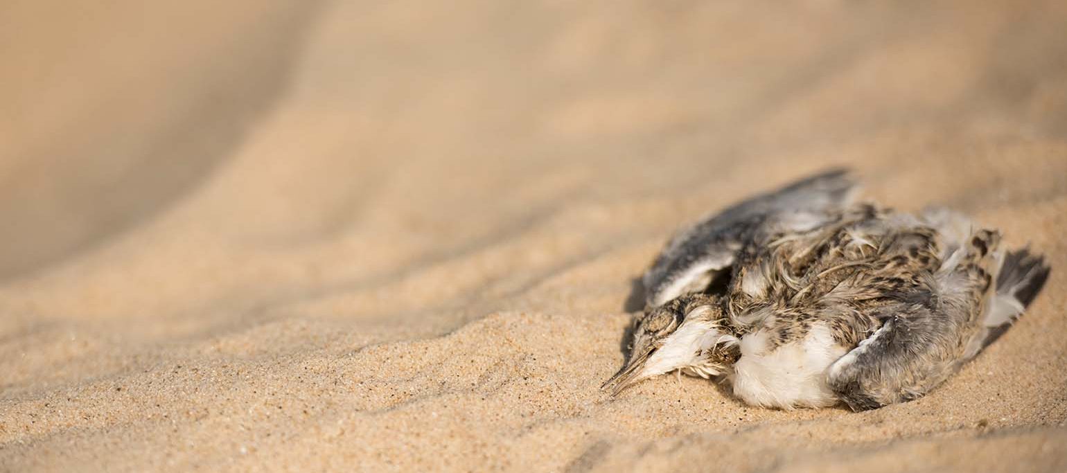 ave marinha (chilreta juvenil) morta na praia