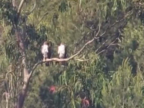 casal de águias-de-bonelli acompanhado no projeto LIFE LxAquila