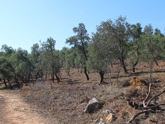 zona na Ota a ser intervencionada para reduzir o risco de incêndio