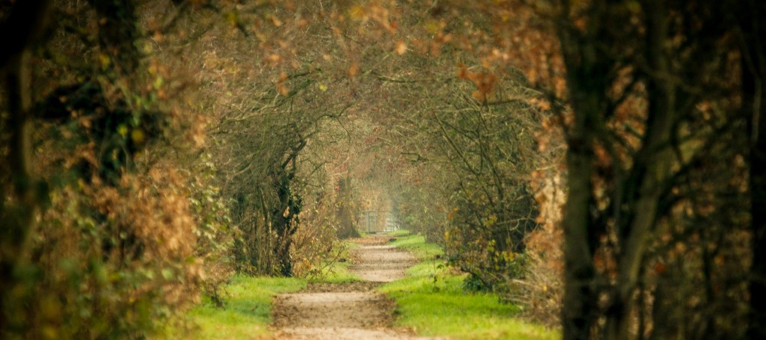 caminho enquadrado por um arco de árvores em tons de outono