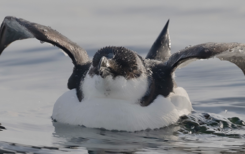 Aves Marinhas em Alto Mar