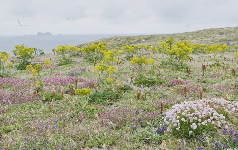 Fim do programa LIFE ameaça conservação da natureza em Portugal e na Europa