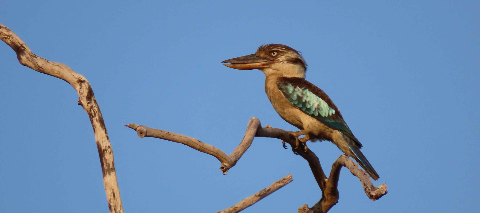 kookaburra