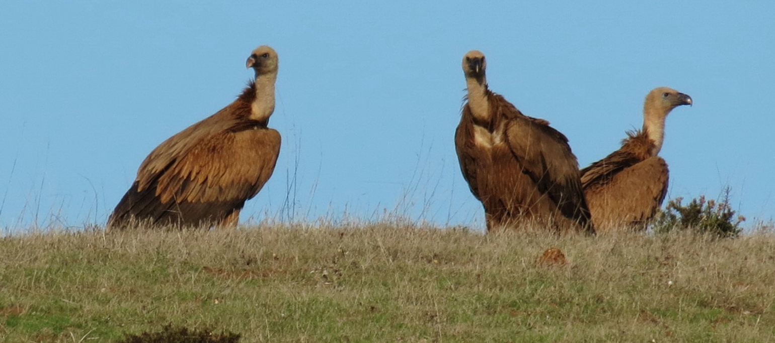 grifos pousados