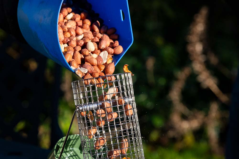 sementes a serem deitadas para dentro de um comedouro para aves