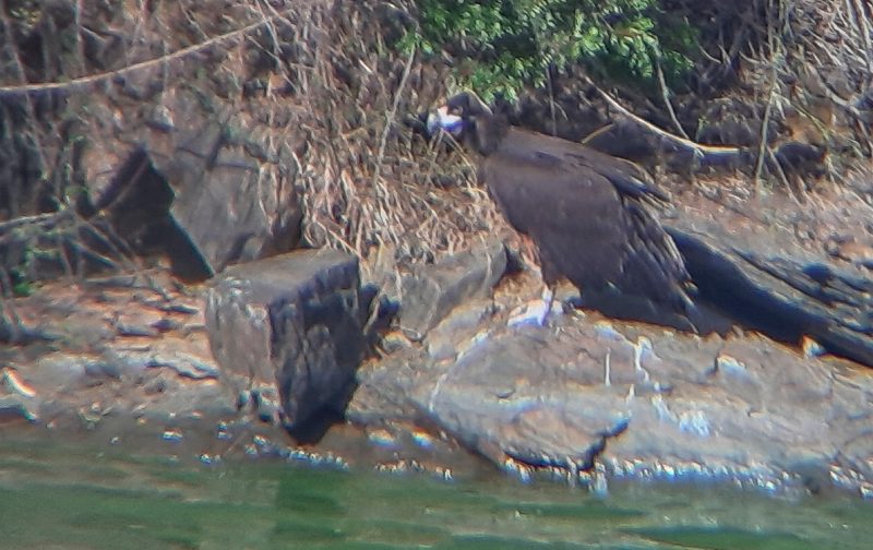 Conheça Natator: o abutre-preto que nadou pela vida, no Tejo Internacional