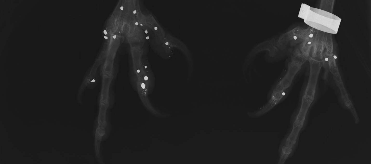 Imagem de raio-X que mostra grande quantidade de projéteis nas patas do abutre-preto Pousio ©LxCRAS