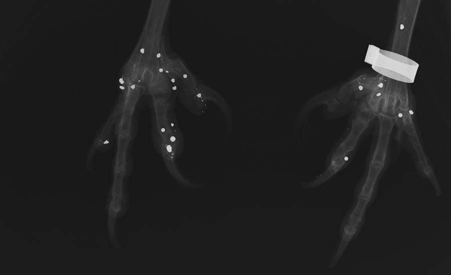 Imagem de raio-X que mostra grande quantidade de projéteis nas patas do abutre-preto Pousio ©LxCRAS