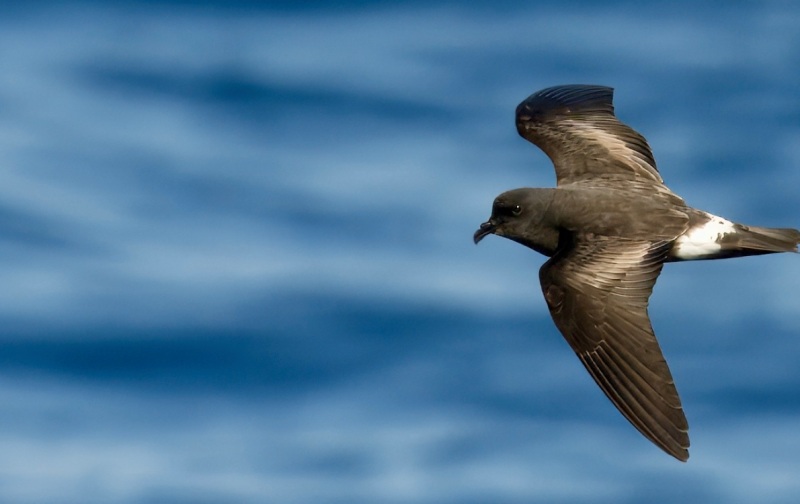 Migração Primaveril das Aves Marinhas em alto mar