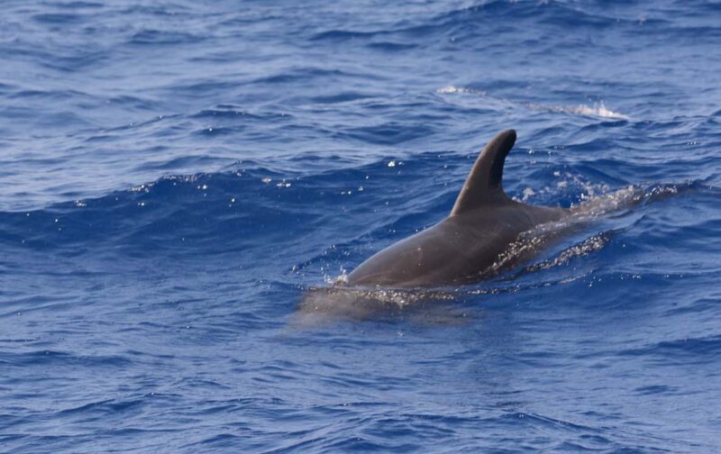 Reserva Natural Marinha Dom Carlos: proteção real versus metas formais