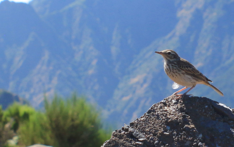 Formação: Identificação de aves