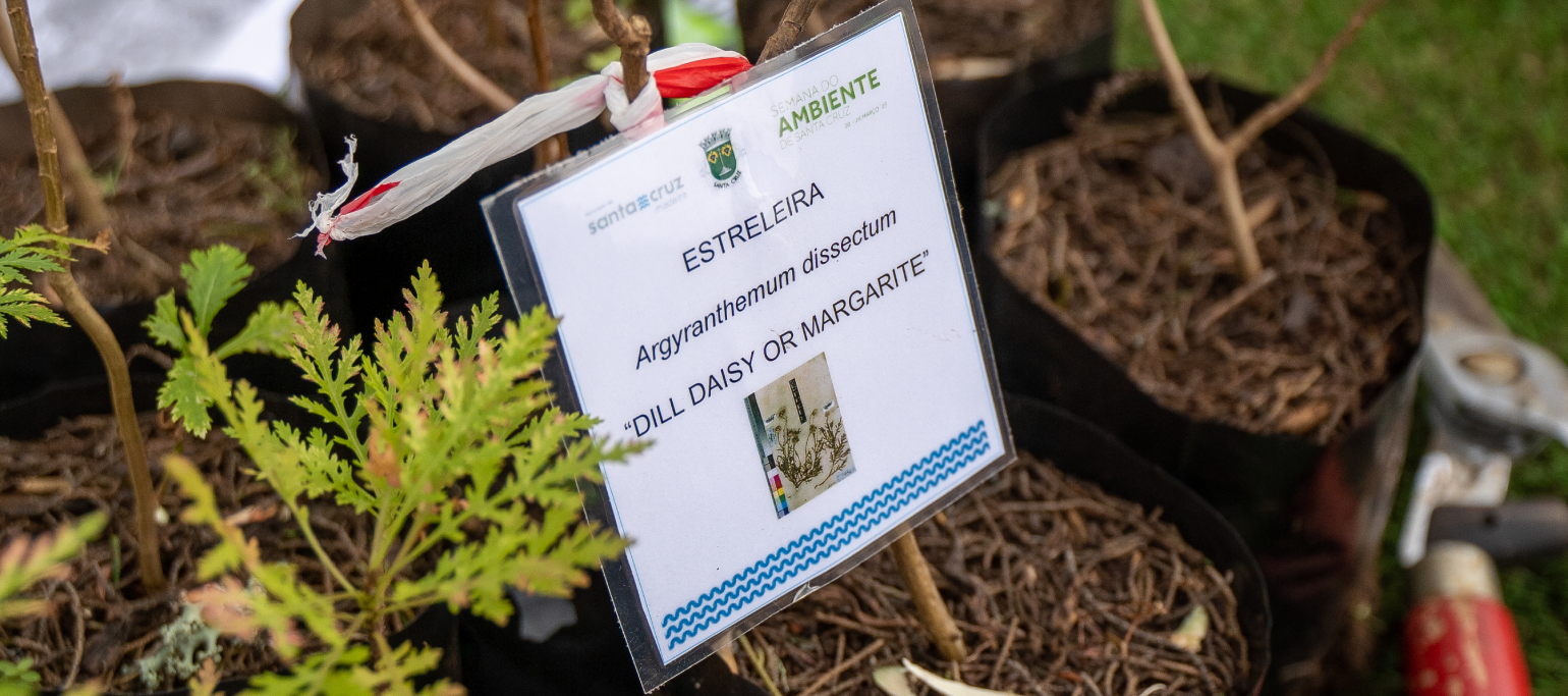 plantas nativas em vasos à espera de ser replantadas num jardim da Madeira