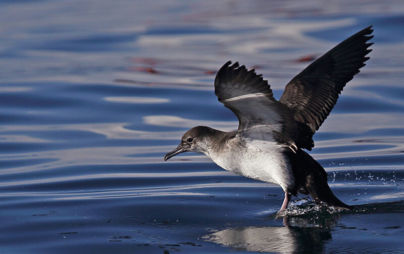 LIFE PanPuffinus! termina mas deixa legado de proteção das aves marinhas