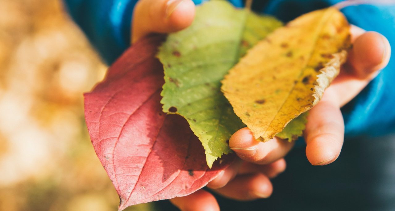 Criança com folhas de cores nas mãos