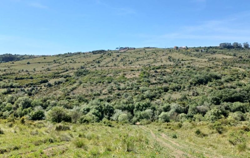 À descoberta do vale de Cabrela | Dia das Águias