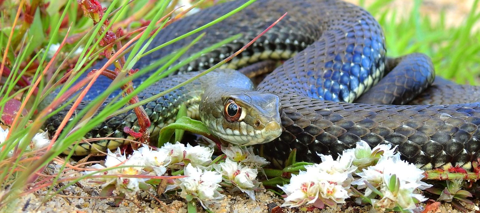 Cobra-rateira