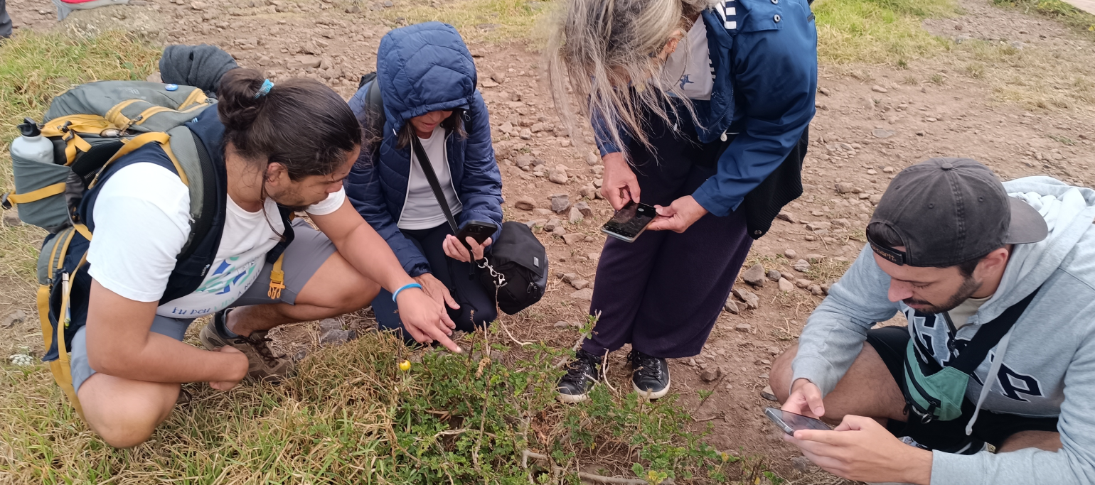 pessoas a identificar plantas