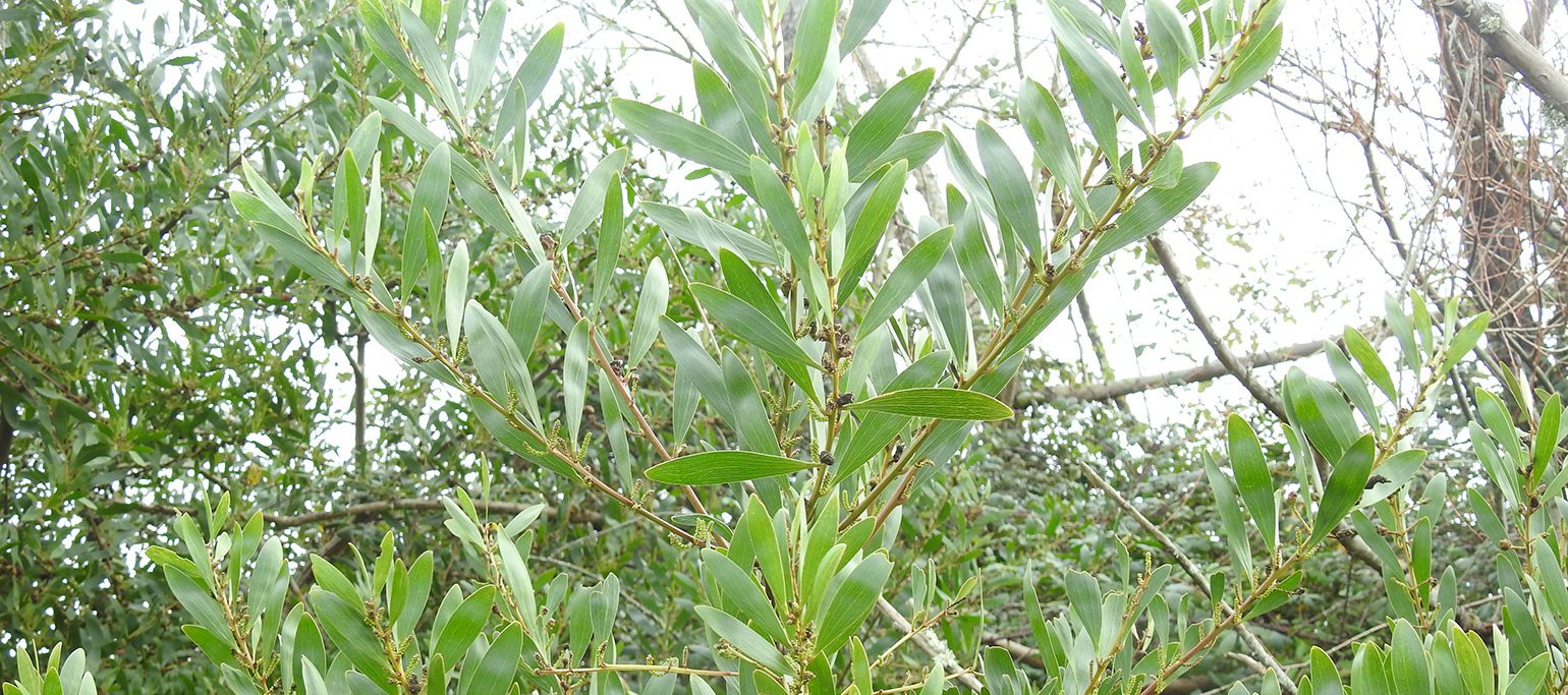 acácia, planta invasora