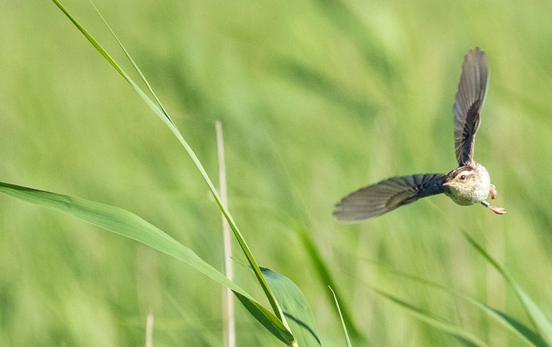 LIFE Aquatic Warbler On the Move (AWOM)