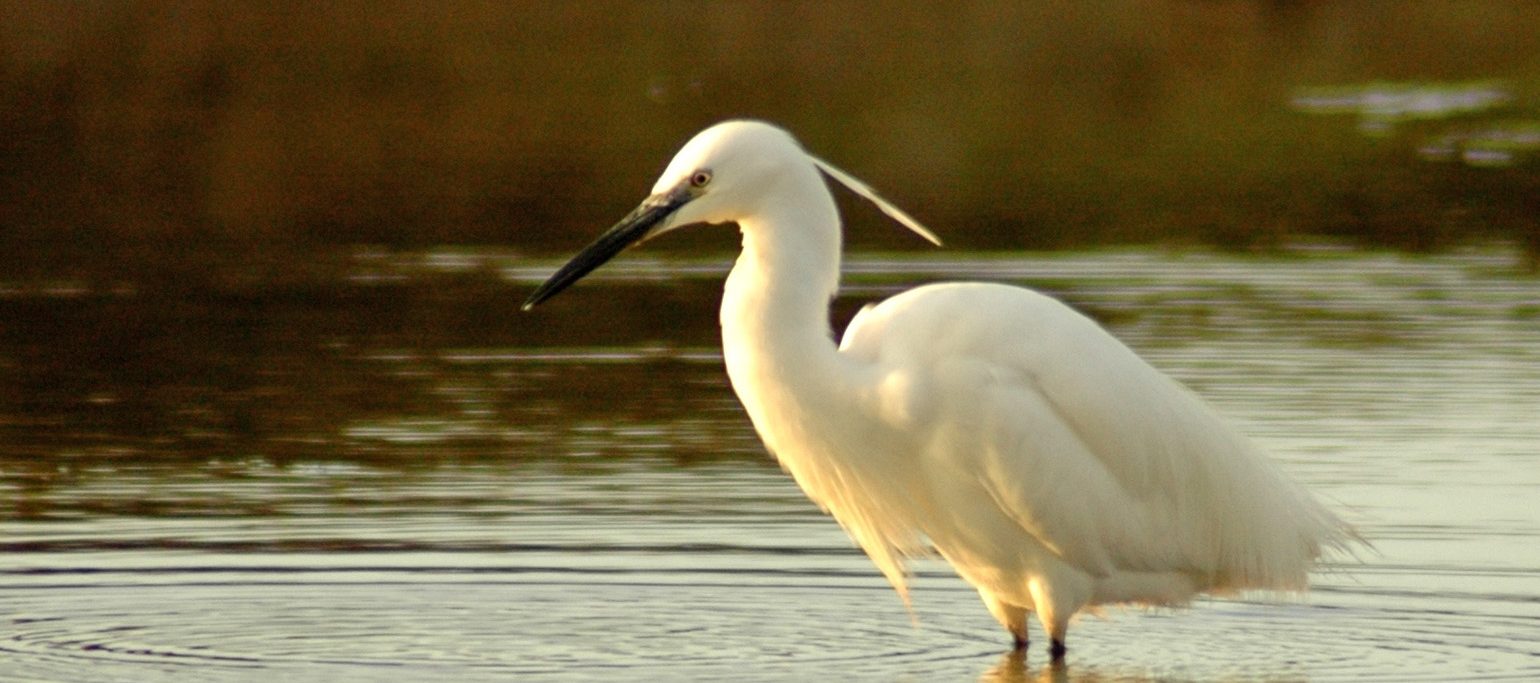garça no Estuário do Minho