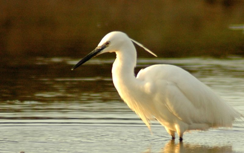 Maré baixa no Estuário do Minho