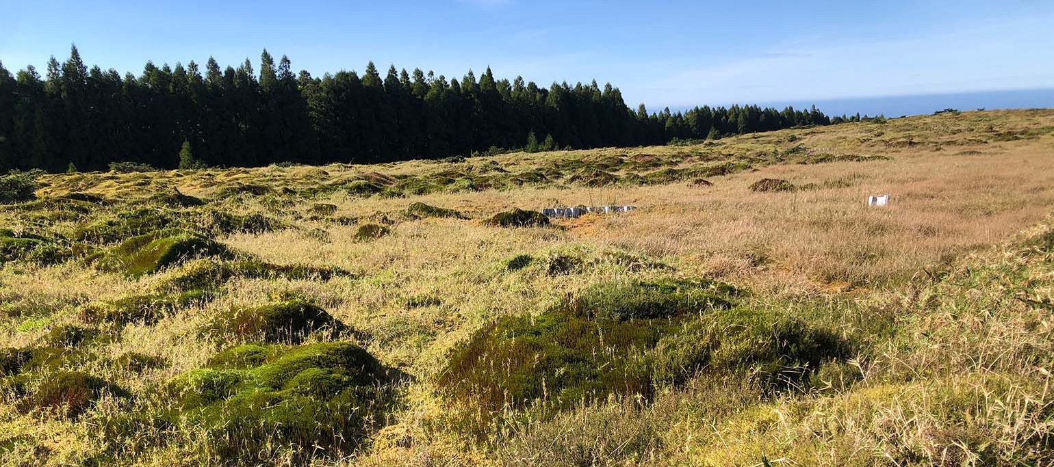 turfeiras restauradas no Planalto dos Graminhais, São Miguel
