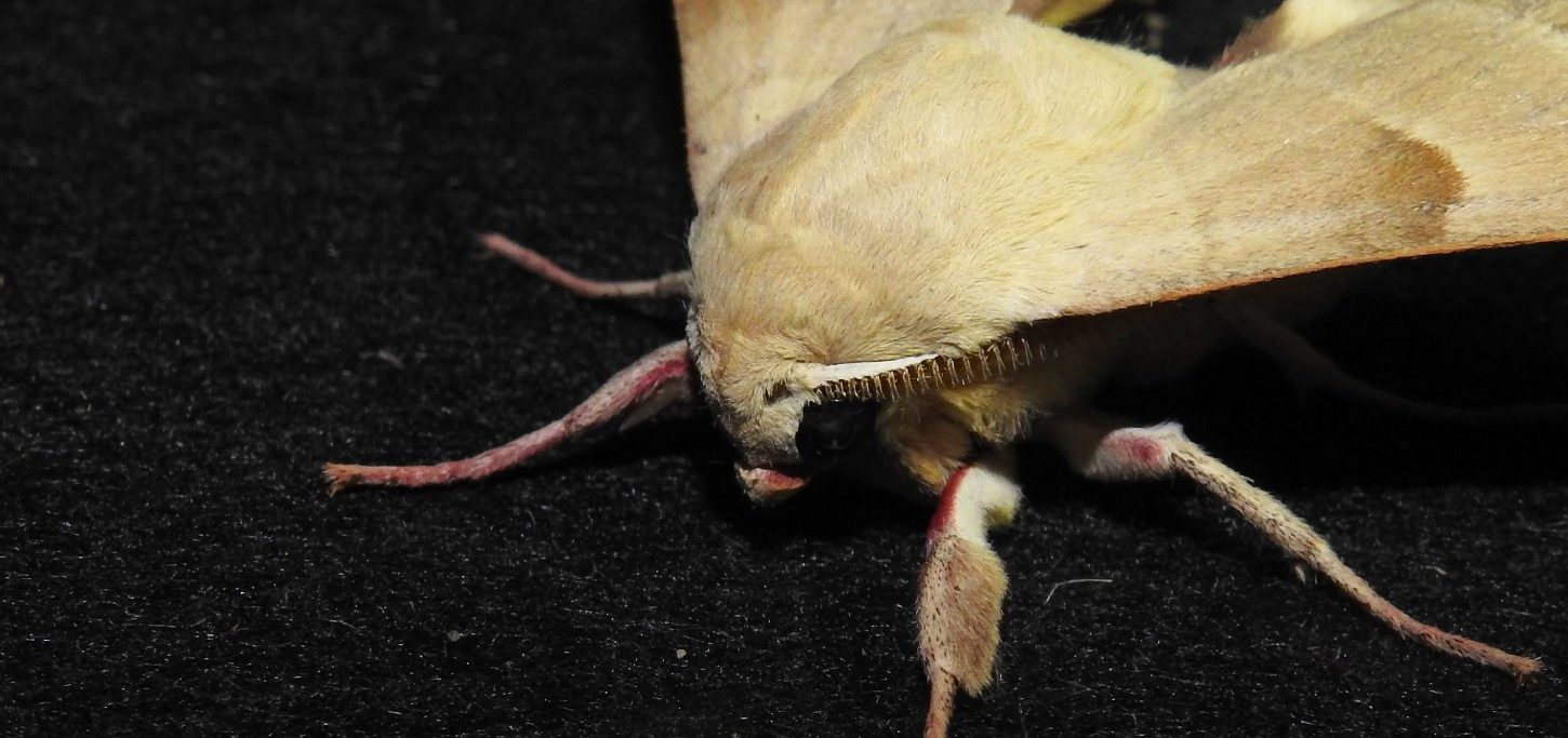 Borboleta noturna Marumba quercus