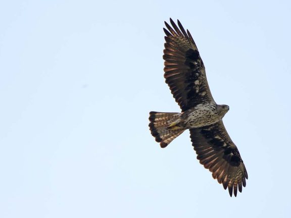 águia-de-bonelli em voo