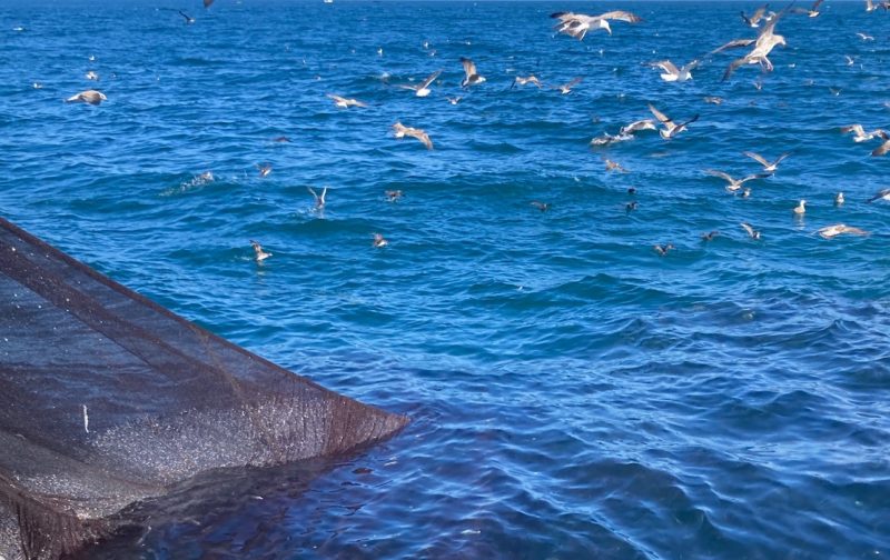 Reunião com Secretário de Estado: bycatch é a nossa prioridade