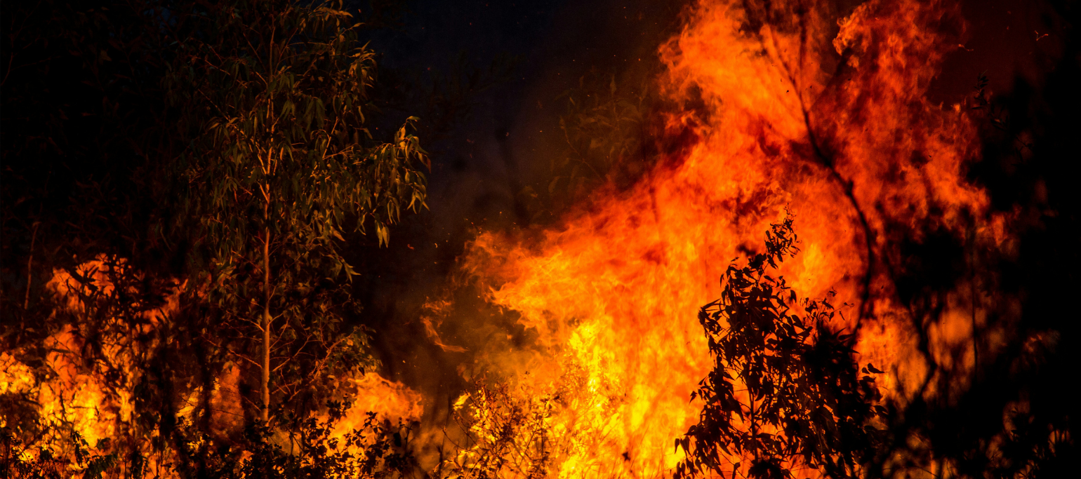 fogo florestal