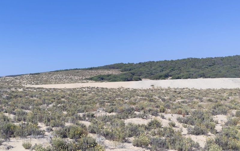 Descobrir as Dunas com Vasco Fonseca