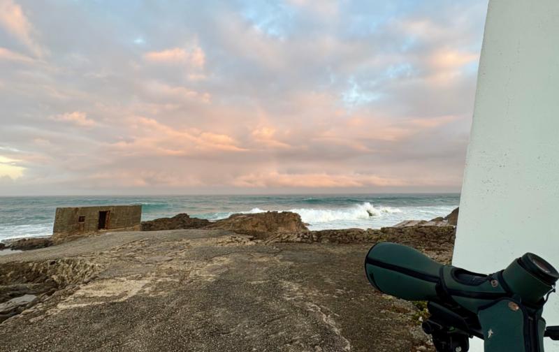De olho nas Aves no Cabo Raso, Cascais