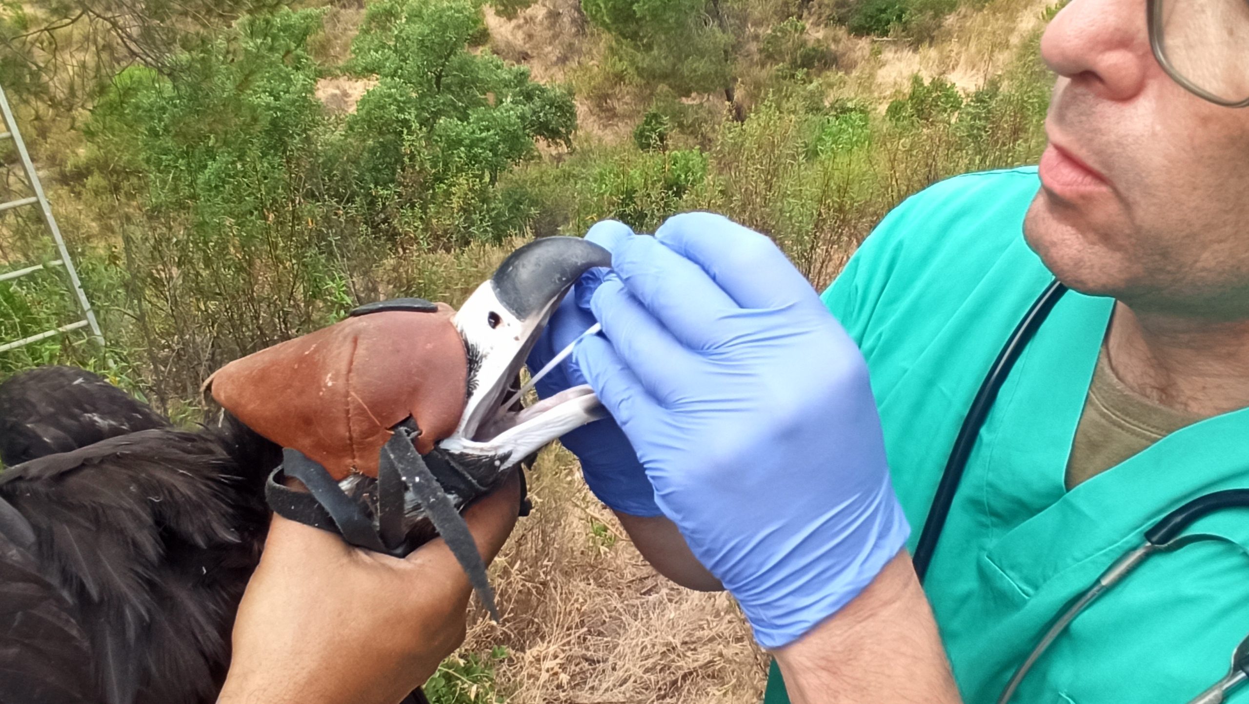 Check-up veterinário e recolha de amostras biológicas de uma cria de abutre