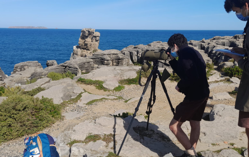 De olho nas Aves no Cabo Raso, Cascais
