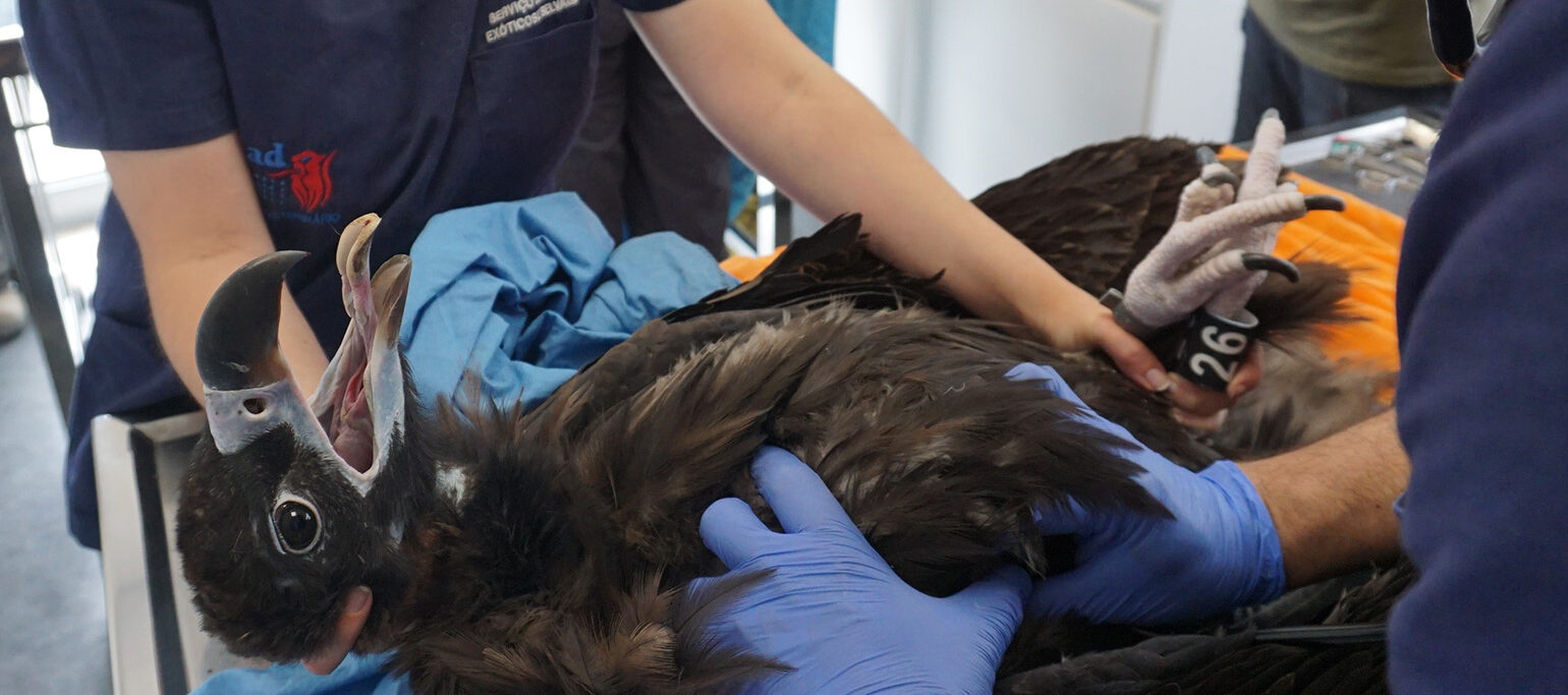 Check-up veterinário dos abutres-pretos