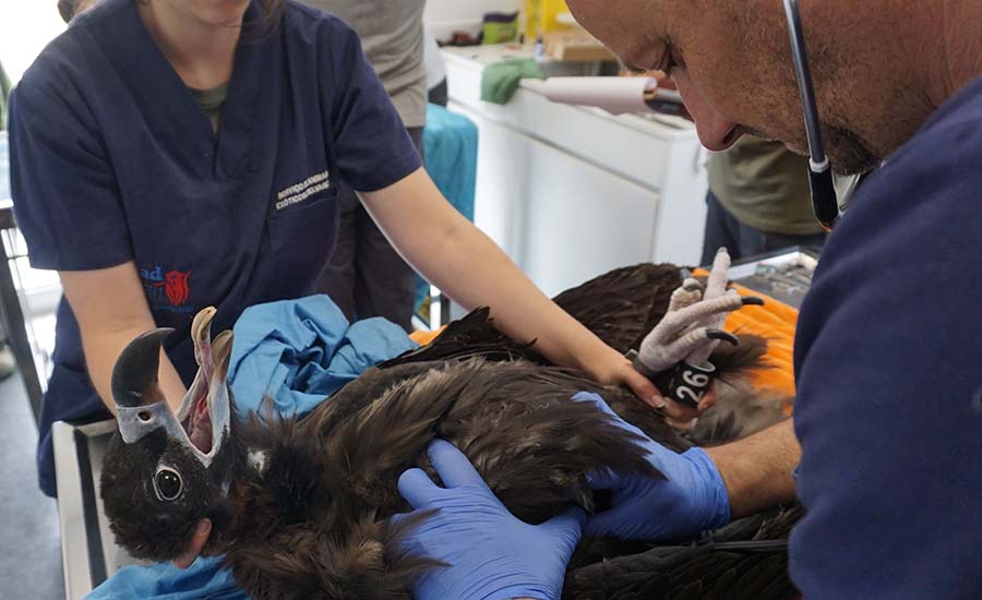 Check-up veterinário dos abutres-pretos