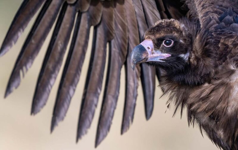 Correção urgente de linhas elétricas protege aves no Tejo Internacional