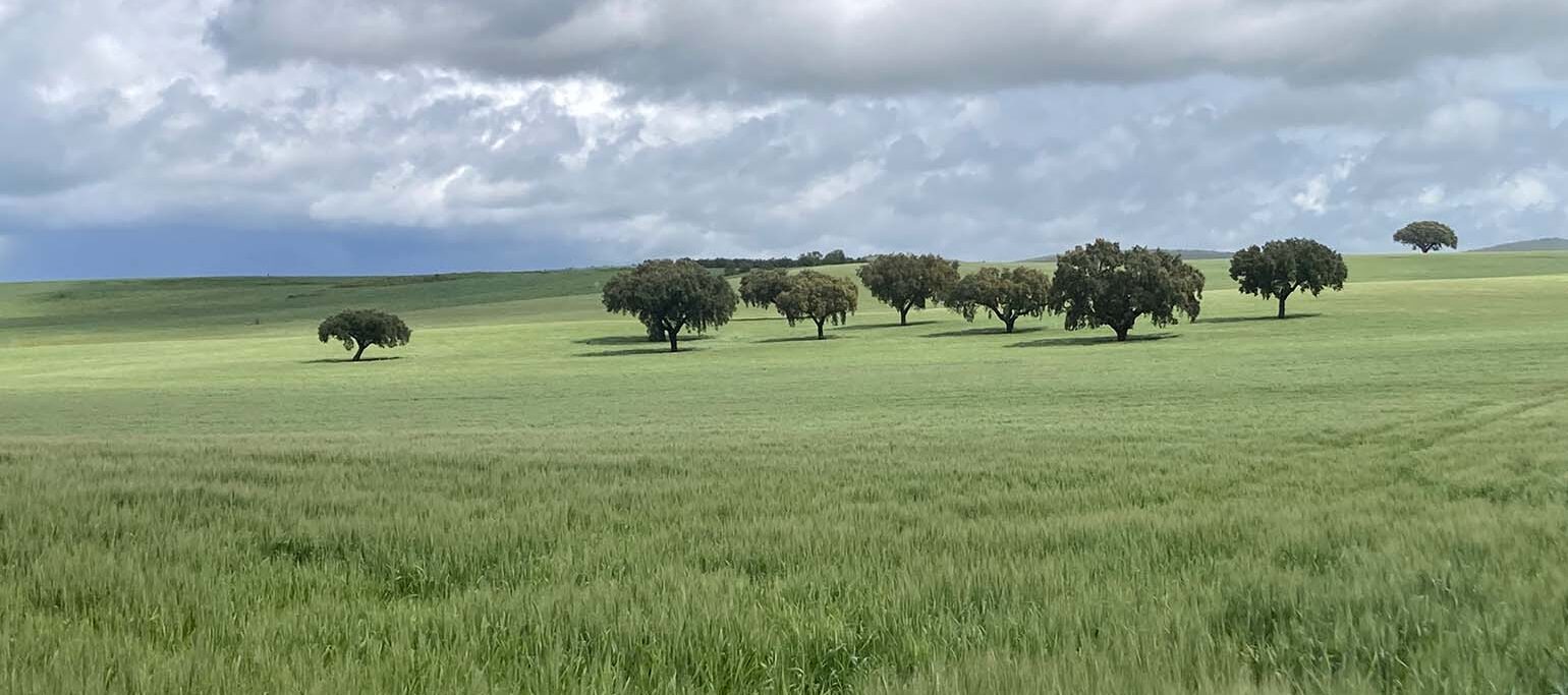 paisagem do Alto Alentejo