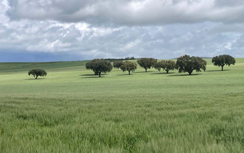 Estrutura Local de Apoio – Centro e Alto Alentejo