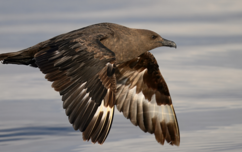 Migração de Aves Marinhas em Alto Mar
