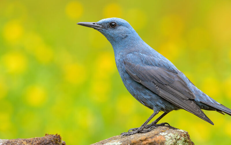 Festival de Observação de Aves & Atividades de Natureza