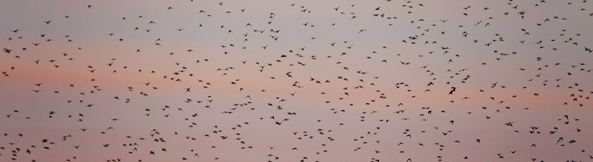 estorninhos em voo ao pôr-do-sol