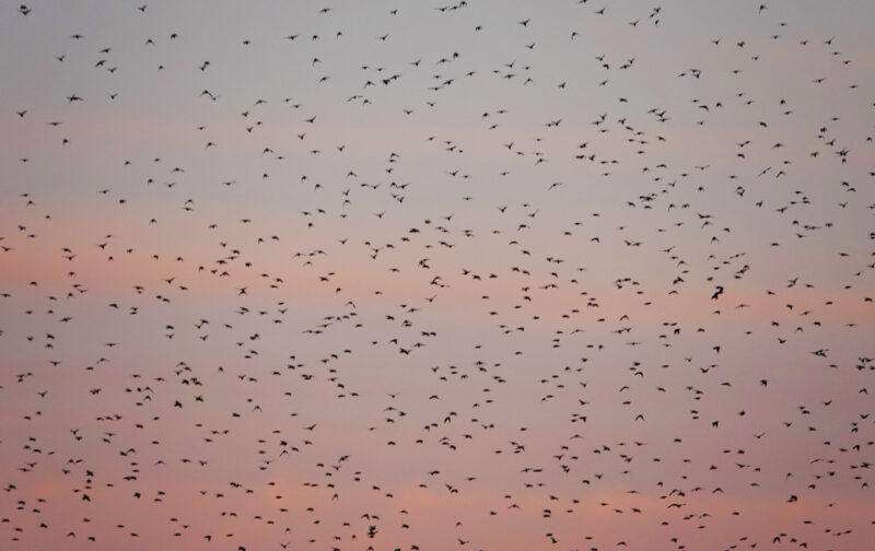 Espetáculo dos Estorninhos ao Luar na Lagoa Pequena