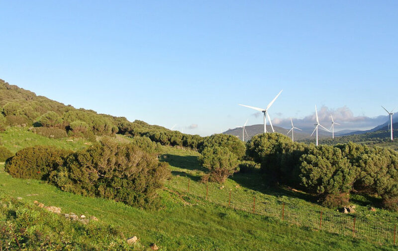 Energia eólica e distâncias de segurança: novas recomendações para proteger o abutre-preto