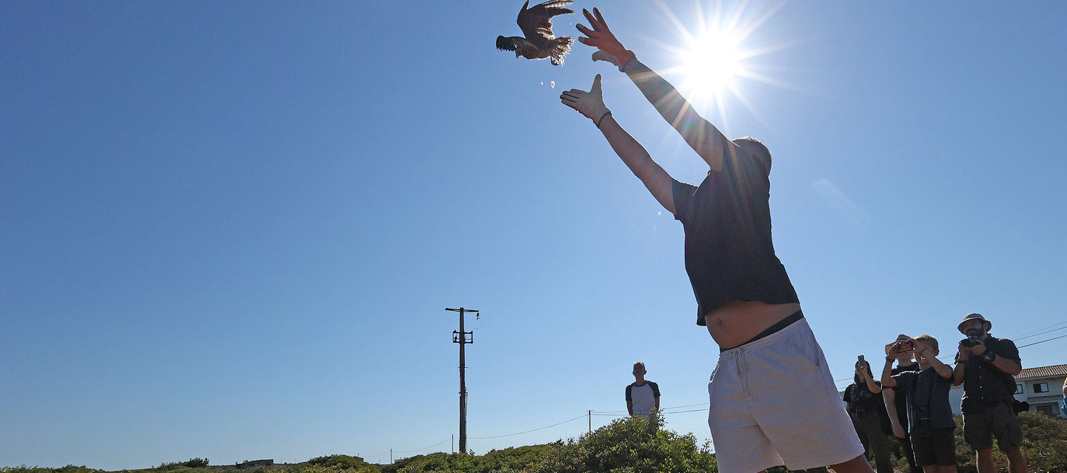 devolução de uma ave à Natureza no Festival de Observação de Aves e Atividades de Natureza de Sagres